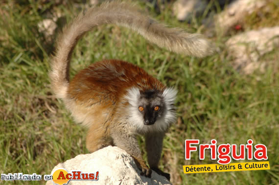 Friguia 09