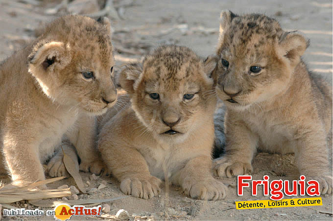 Friguia 10