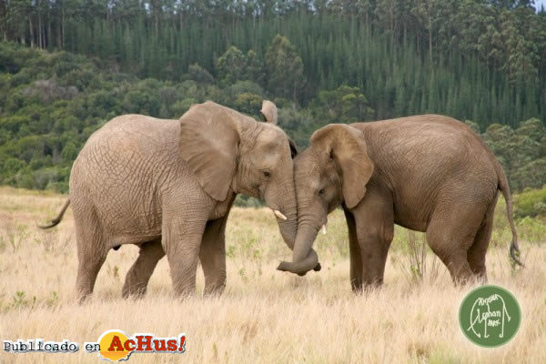 Knysna Elephant Park 01