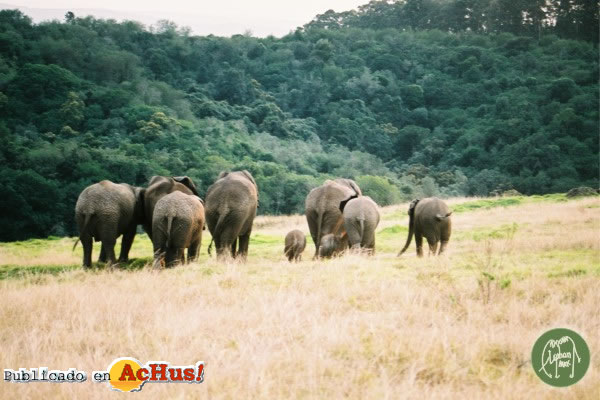 Knysna Elephant Park 02