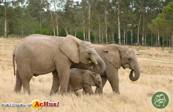 Knysna Elephant Park 03