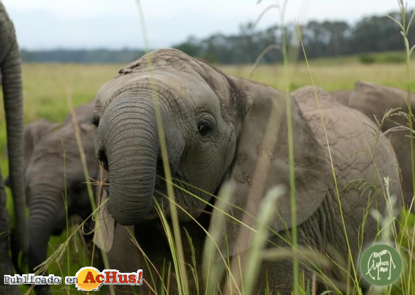 Knysna Elephant Park 04