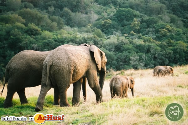 Knysna Elephant Park 05