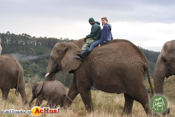 Knysna Elephant Park 07