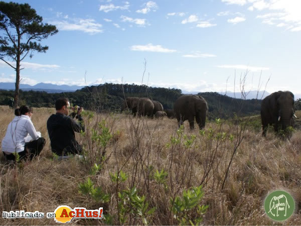 Knysna Elephant Park 08