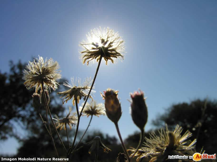 Mokolodi Nature Reserve 01