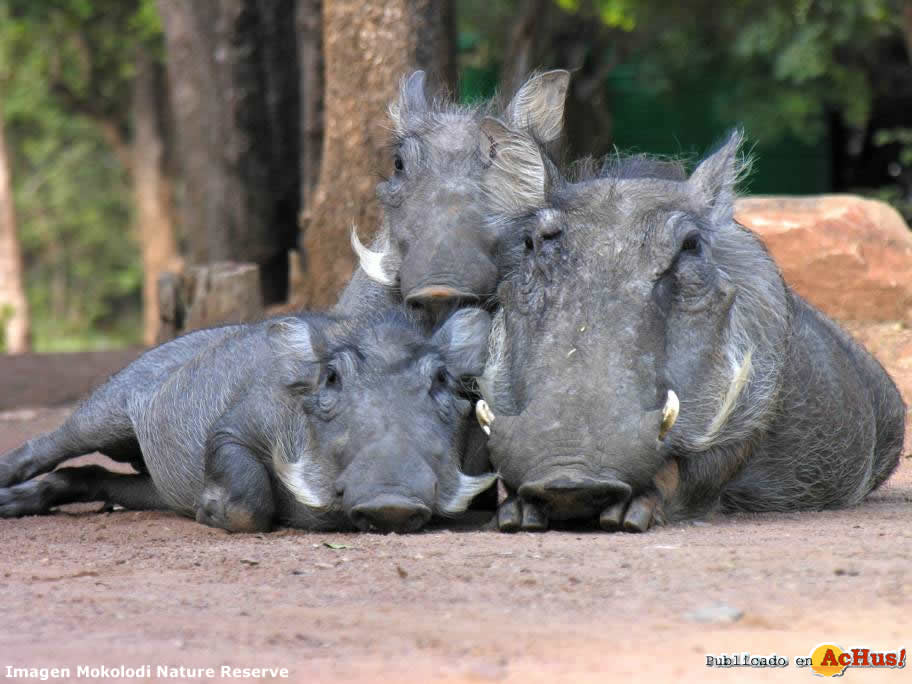 Mokolodi Nature Reserve 03