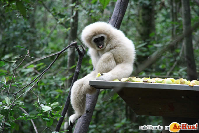 Atlas The Gibbon