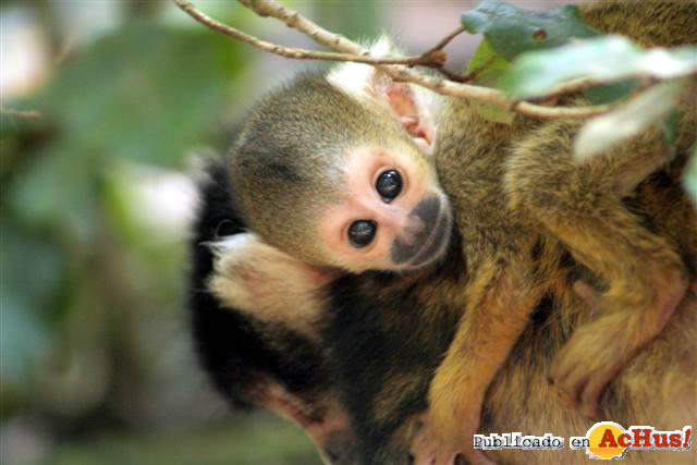 BABYMUMA