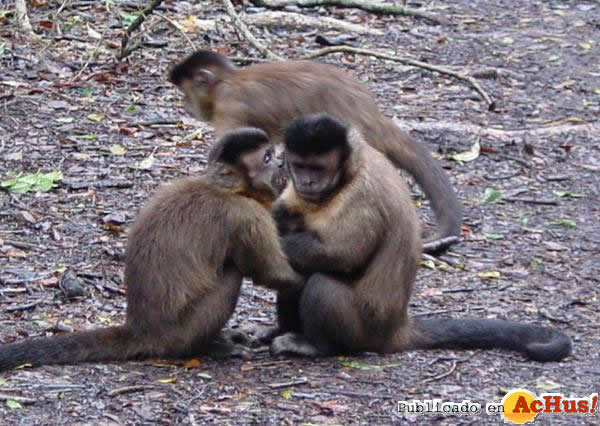 Capuchins