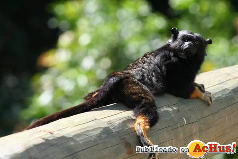 Goldenhanded Tamarin
