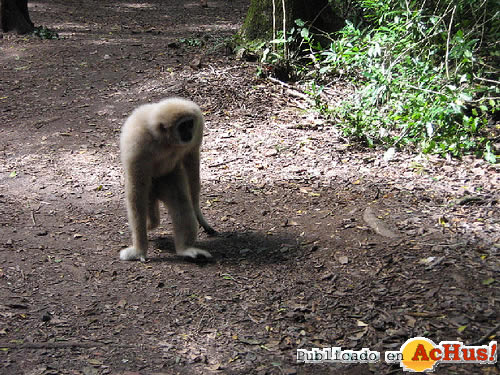 Monkeyland