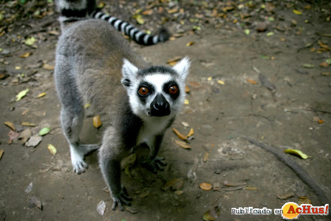Ringtail Lemur