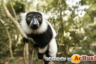 Ruffed lemur