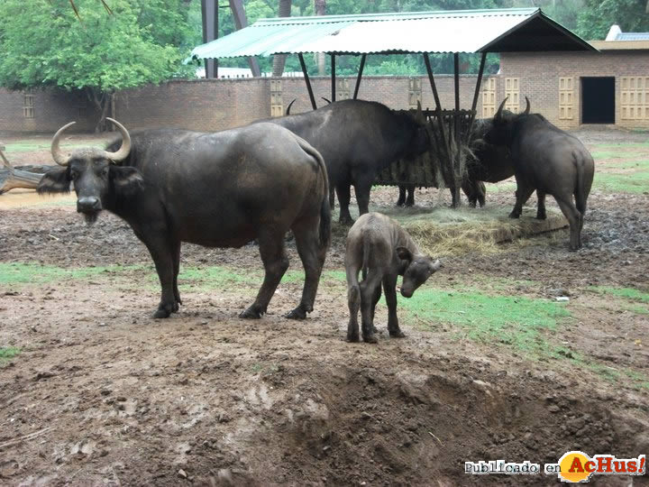 National Zoological Gardens 01