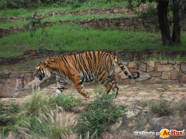 National Zoological Gardens 04