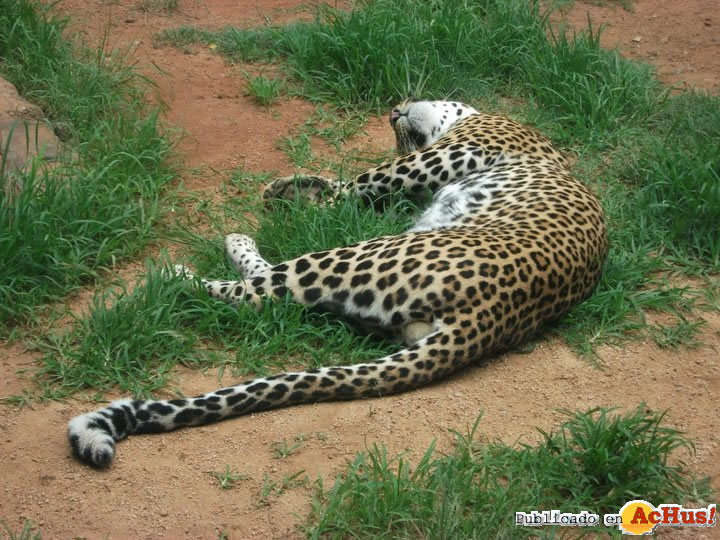 National Zoological Gardens 05