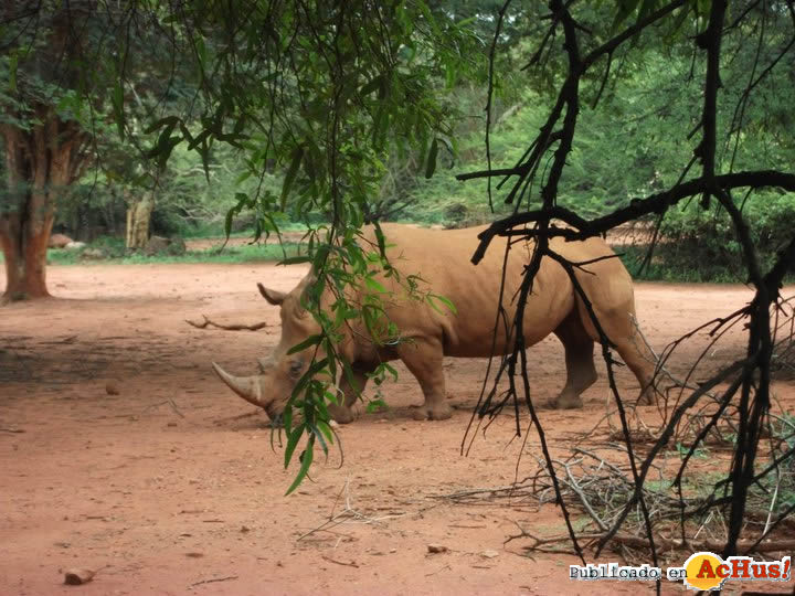 National Zoological Gardens 08