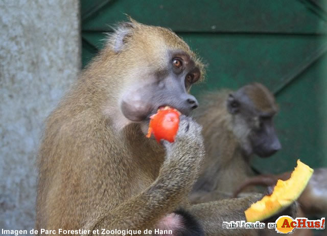 Zoologique Hann 02