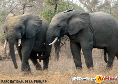 elephants