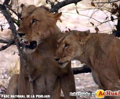 lions