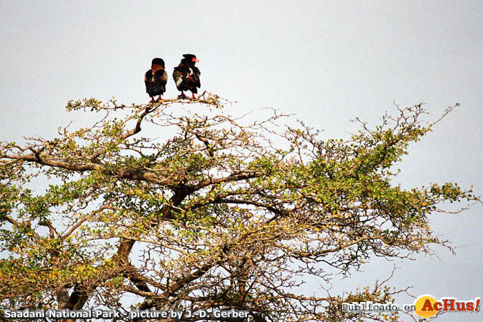 Bateleurs