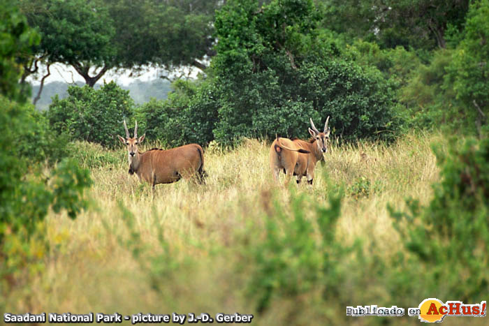 Cape Elands