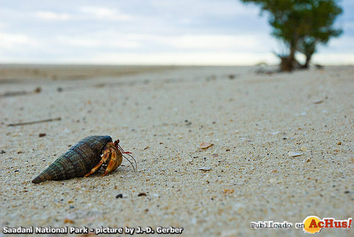 Hermit crab