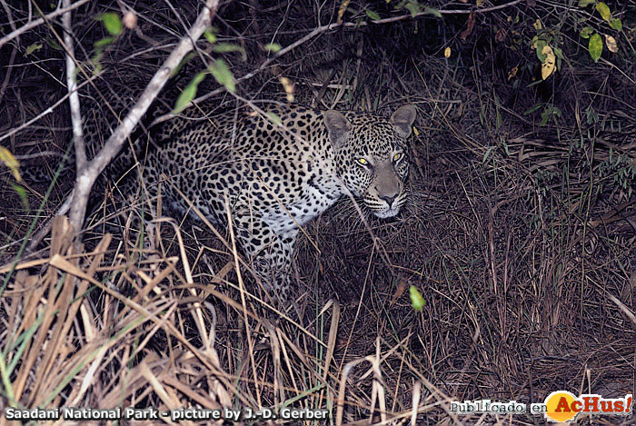 Leopard