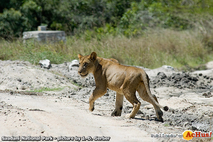 Lion
