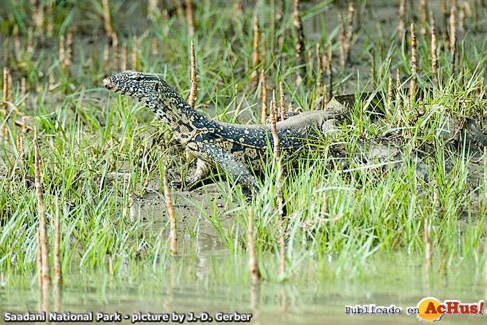 Monitor lezard