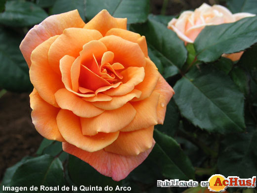 Rosal Quinta Arco 05