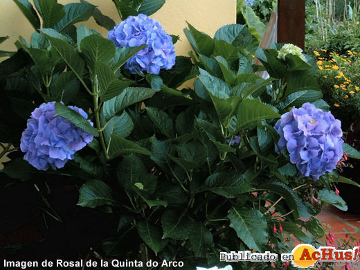Rosal Quinta Arco 08