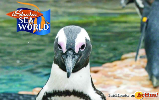 African penguin