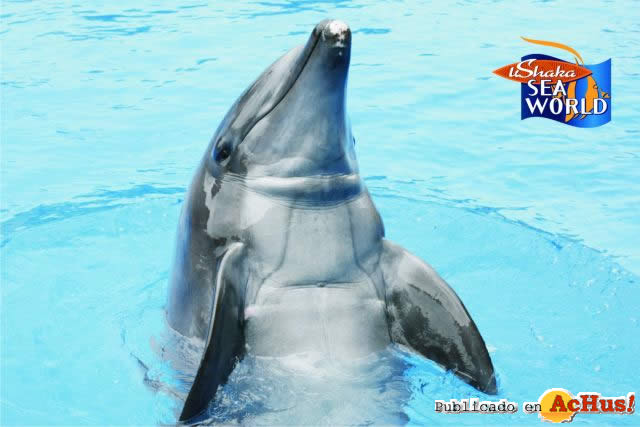 Bottlenose dolphin