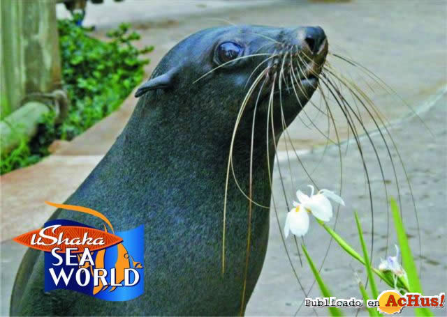 Capefurseal