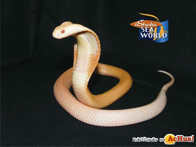 Cobra