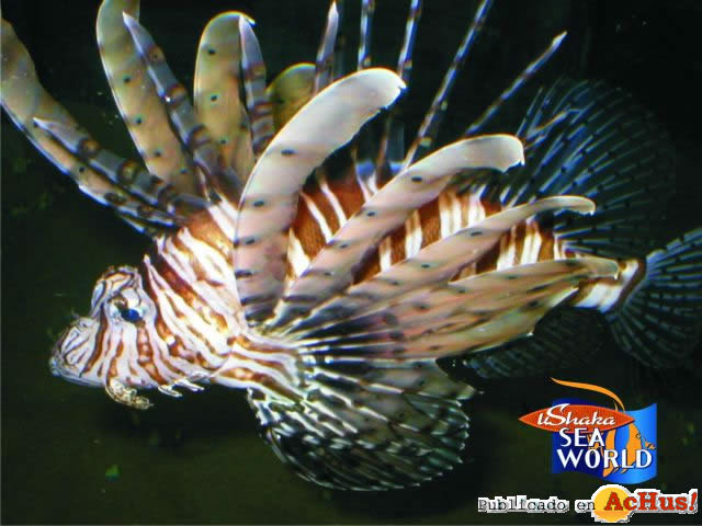Devilfire fish