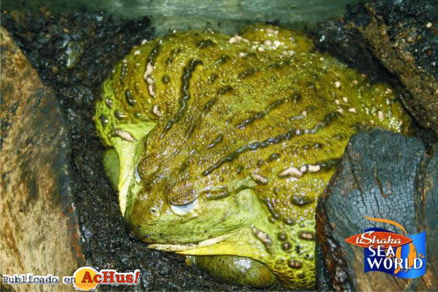 Giantbullfrog