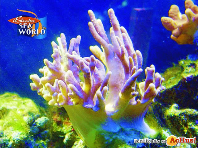 Lobedsoftcoral
