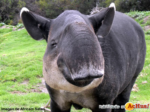 Africam Safari 01
