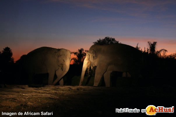 Africam Safari 02