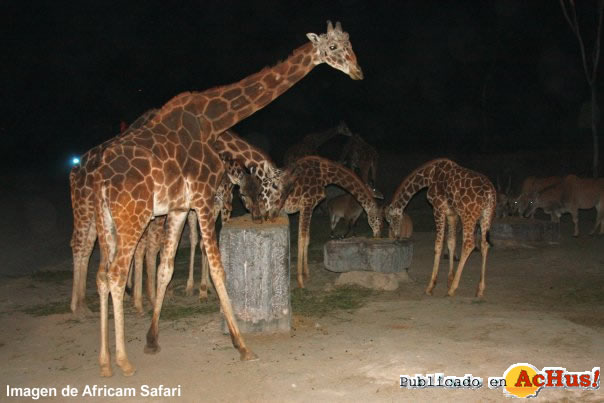 Africam Safari 03