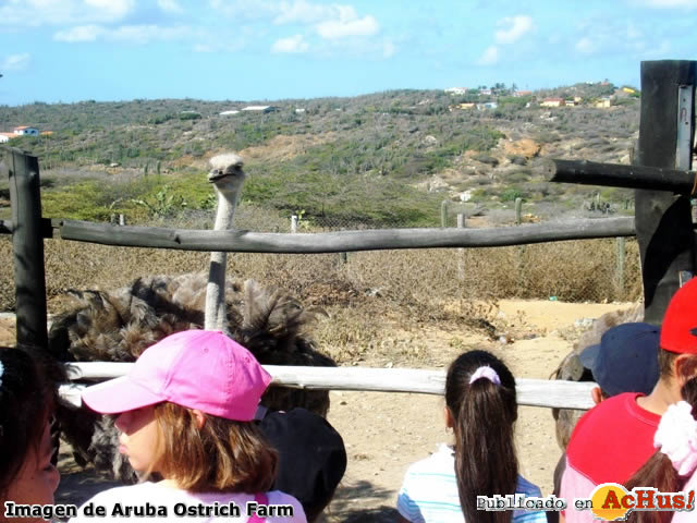 Ostrich Farm 01