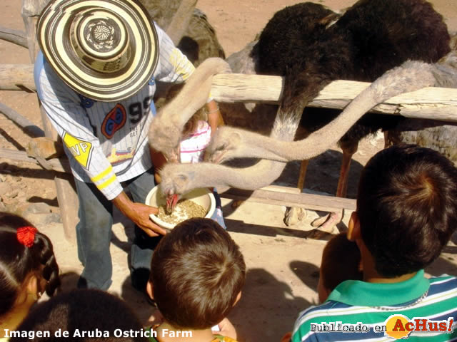 Ostrich Farm 02