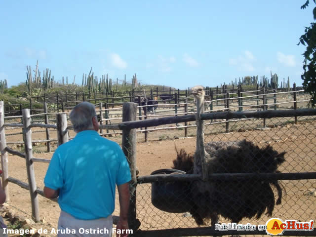 Ostrich Farm 04