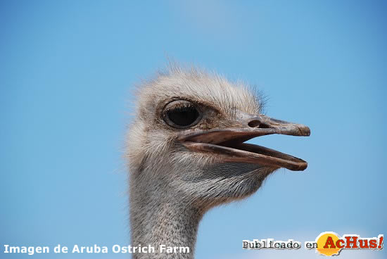 Ostrich Farm 05