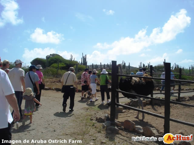 Ostrich Farm 06