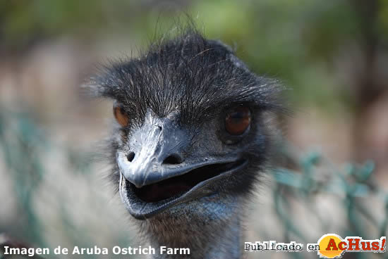 Ostrich Farm 07