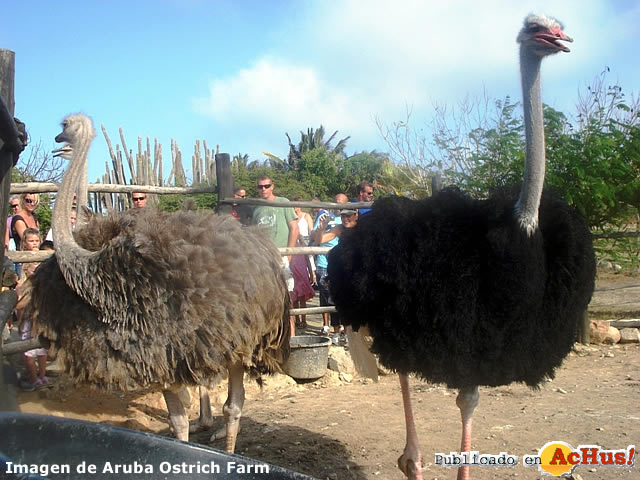 Ostrich Farm 08